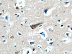 FOXO6 Antibody in Immunohistochemistry (Paraffin) (IHC (P))