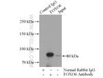 FOXO6 Antibody in Immunoprecipitation (IP)