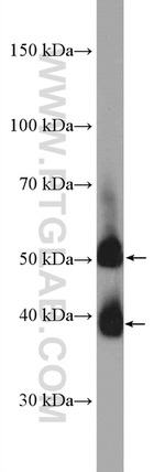 GDF8/Myostatin Antibody in Western Blot (WB)