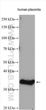 GDF8/Myostatin Antibody in Western Blot (WB)