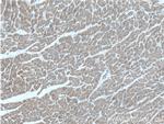 GDF8/Myostatin Antibody in Immunohistochemistry (Paraffin) (IHC (P))