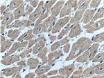 GDF8/Myostatin Antibody in Immunohistochemistry (Paraffin) (IHC (P))