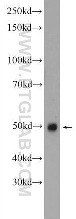 GDF8/Myostatin Antibody in Western Blot (WB)