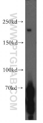 PLCH1 Antibody in Western Blot (WB)