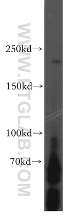 PLCH1 Antibody in Western Blot (WB)