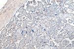 Tie2 Antibody in Immunohistochemistry (Paraffin) (IHC (P))