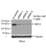 RFC1 Antibody in Western Blot (WB)