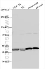 TLL1 Antibody in Western Blot (WB)