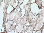 SFRP5 Antibody in Immunohistochemistry (Paraffin) (IHC (P))