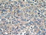 SFRP5 Antibody in Immunohistochemistry (Paraffin) (IHC (P))
