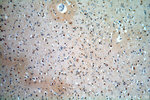 RUFY2 Antibody in Immunohistochemistry (Paraffin) (IHC (P))