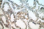 RUFY2 Antibody in Immunohistochemistry (Paraffin) (IHC (P))
