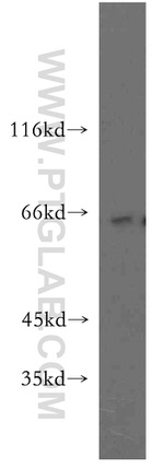 RUFY2 Antibody in Western Blot (WB)