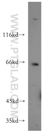 RUFY2 Antibody in Western Blot (WB)
