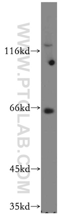 RUFY2 Antibody in Western Blot (WB)