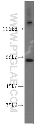 RUFY2 Antibody in Western Blot (WB)