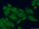 FANCL Antibody in Immunocytochemistry (ICC/IF)