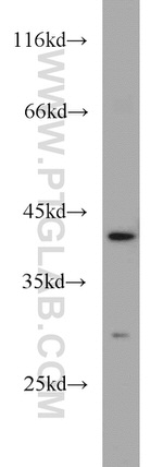 FANCL Antibody in Western Blot (WB)