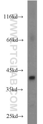 FANCL Antibody in Western Blot (WB)