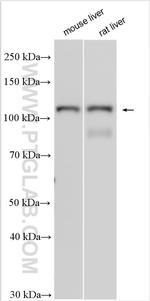 MAN2C1 Antibody in Western Blot (WB)