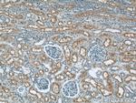 TMEM27 Antibody in Immunohistochemistry (Paraffin) (IHC (P))