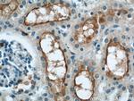 TMEM27 Antibody in Immunohistochemistry (Paraffin) (IHC (P))