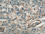 TMEM27 Antibody in Immunohistochemistry (Paraffin) (IHC (P))