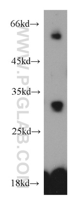 TMEM27 Antibody in Western Blot (WB)