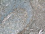 SKAP55 Antibody in Immunohistochemistry (Paraffin) (IHC (P))