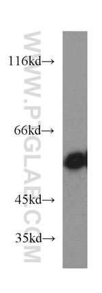 SKAP55 Antibody in Western Blot (WB)