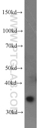 COSMC Antibody in Western Blot (WB)