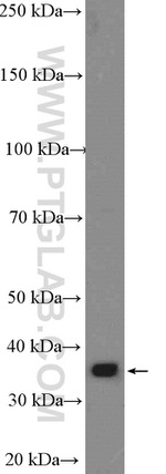 COSMC Antibody in Western Blot (WB)