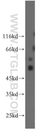 CDC42EP4 Antibody in Western Blot (WB)