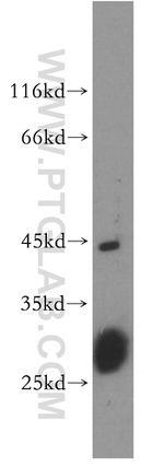 CDC42EP4 Antibody in Western Blot (WB)