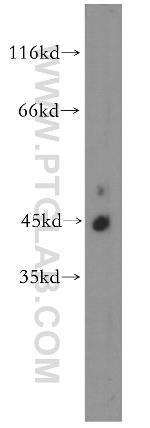 CDC42EP4 Antibody in Western Blot (WB)