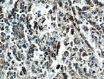 TNFR2 Antibody in Immunohistochemistry (Paraffin) (IHC (P))