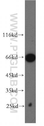 TAF5L Antibody in Western Blot (WB)