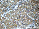 OAS2 Antibody in Immunohistochemistry (Paraffin) (IHC (P))