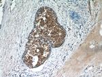 OAS2 Antibody in Immunohistochemistry (Paraffin) (IHC (P))