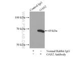 OAS2 Antibody in Immunoprecipitation (IP)