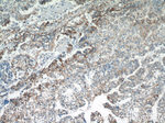 EGFL7 Antibody in Immunohistochemistry (Paraffin) (IHC (P))