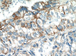 EGFL7 Antibody in Immunohistochemistry (Paraffin) (IHC (P))