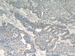 EGFL7 Antibody in Immunohistochemistry (Paraffin) (IHC (P))