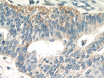 EGFL7 Antibody in Immunohistochemistry (Paraffin) (IHC (P))