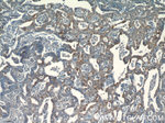 EGFL7 Antibody in Immunohistochemistry (Paraffin) (IHC (P))