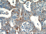 EGFL7 Antibody in Immunohistochemistry (Paraffin) (IHC (P))