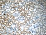 EGFL7 Antibody in Immunohistochemistry (Paraffin) (IHC (P))