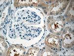 EGFL7 Antibody in Immunohistochemistry (Paraffin) (IHC (P))