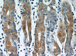 IFT122 Antibody in Immunohistochemistry (Paraffin) (IHC (P))
