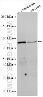 H1FX Antibody in Western Blot (WB)